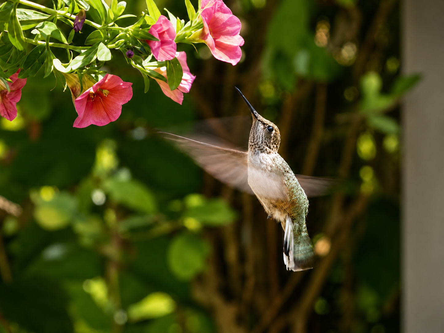 A beautiful Anna's Hummingbird on flowers